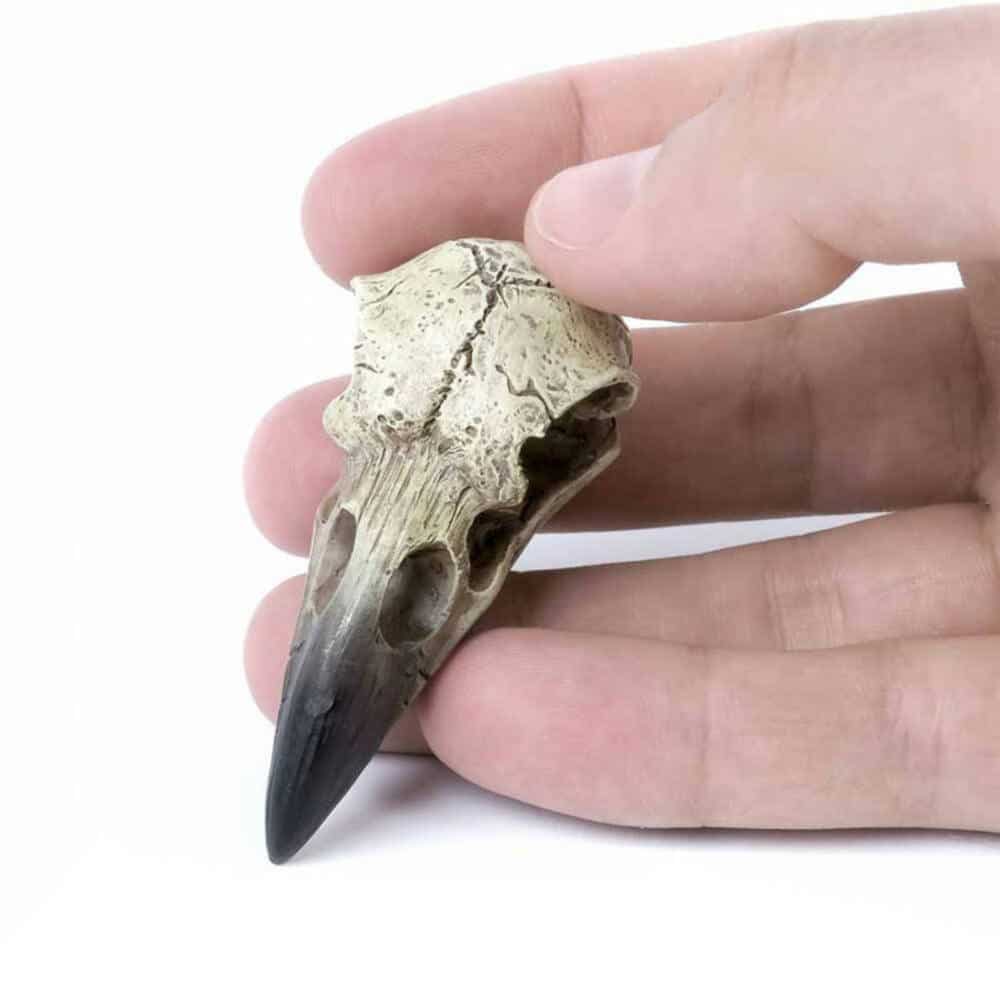 Alchemy Pendant Raven Skull - Image 2